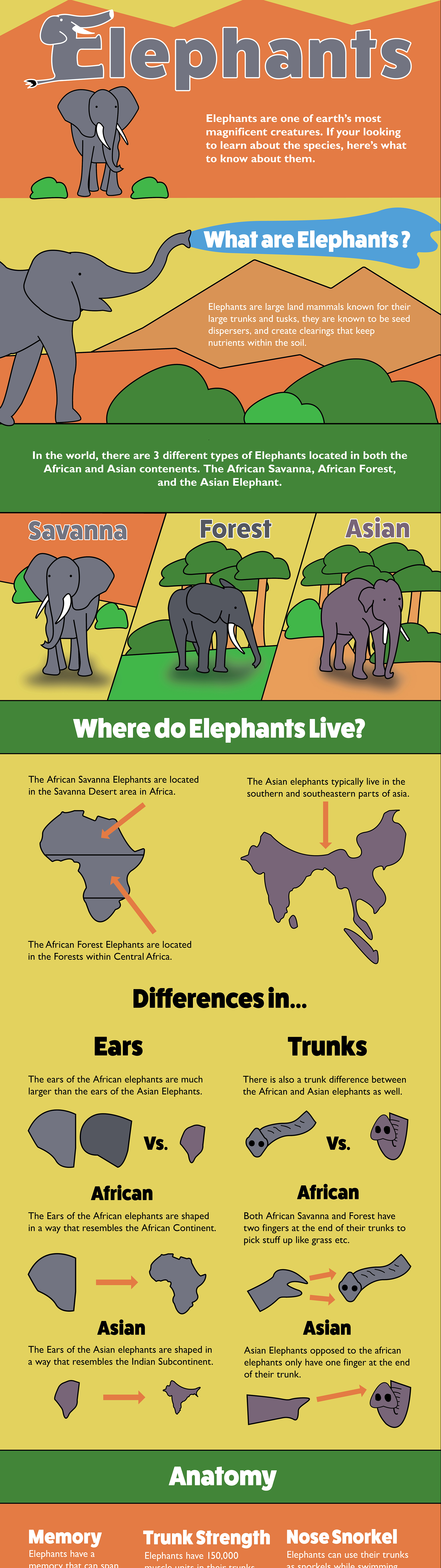 Finalized design og the Elephants Infographic Project